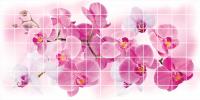 Орхидея Розея. Фото. Строй-Отделка