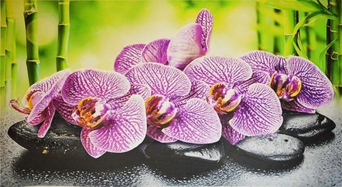Фото. Орхидея Ванда. Строй-Отделка