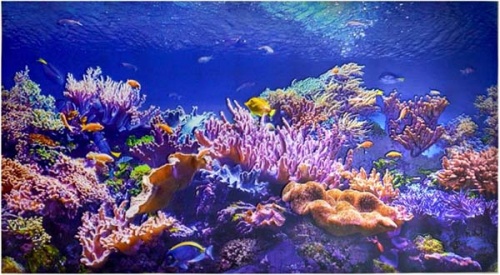 Фото. Коралловый риф. Строй-Отделка